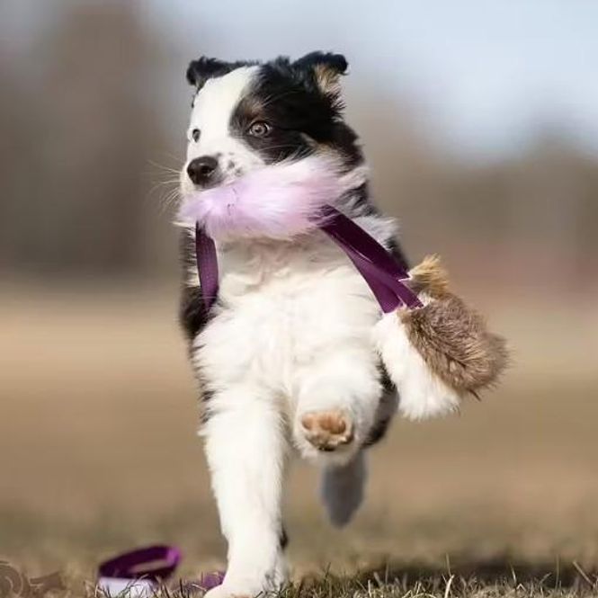 Hovedbilde Doggie-Zen Blekksprut med pels av kanin og sau