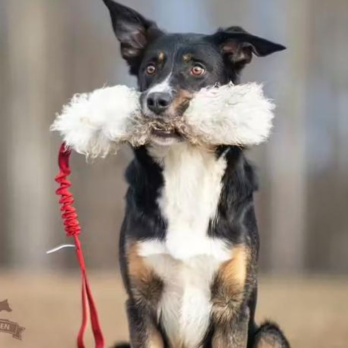 Doggie-Zen Sauepels med kortere elastisk håndtak