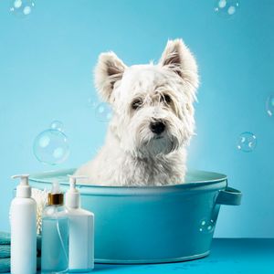 Pelsstell til hundeutstilling