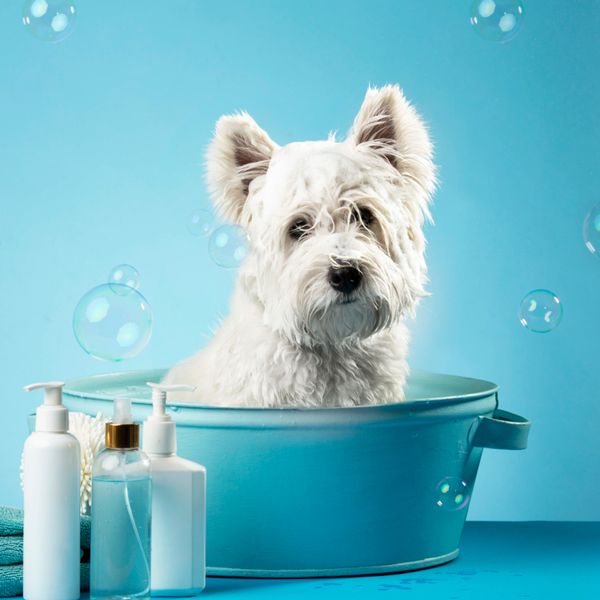 Pelsstell til utstilling