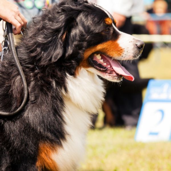 Berner Sennen på hundeutstilling