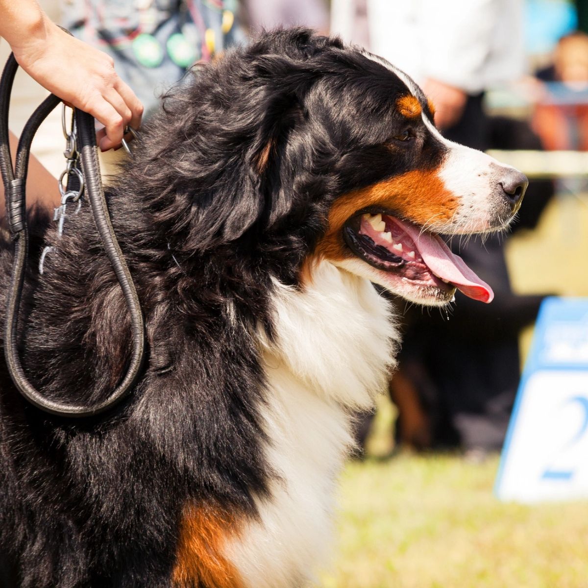 Berner Sennen på hundeutstilling
