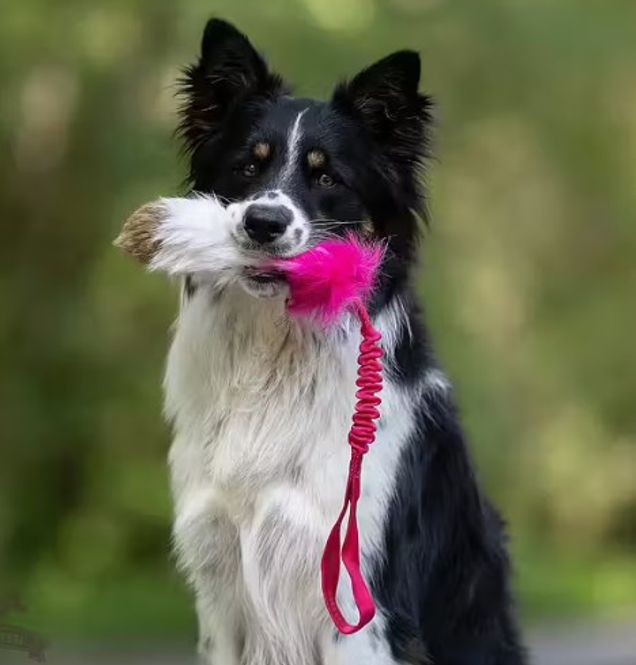 Hovedbilde Doggie-Zen Elastisk tricolor