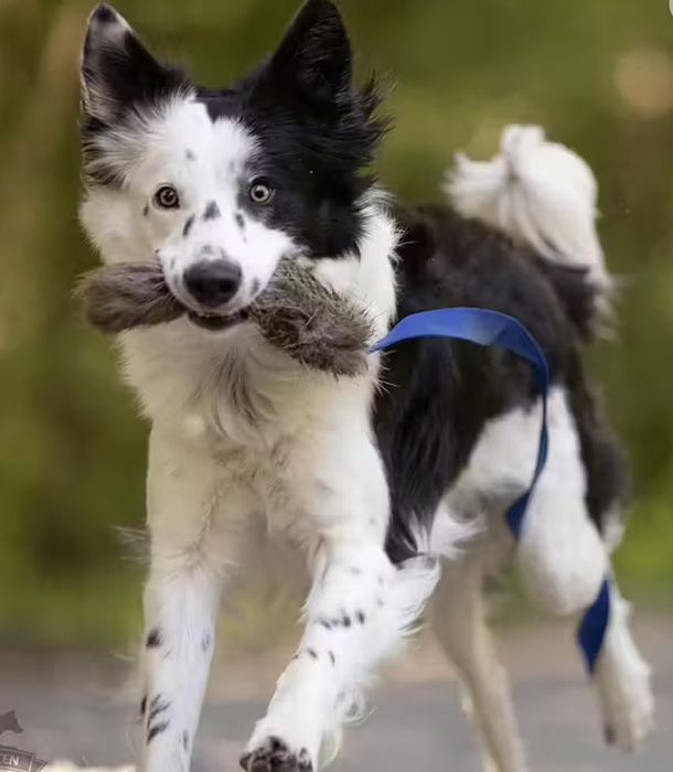Doggie-Zen Beverpels med langt håndtak